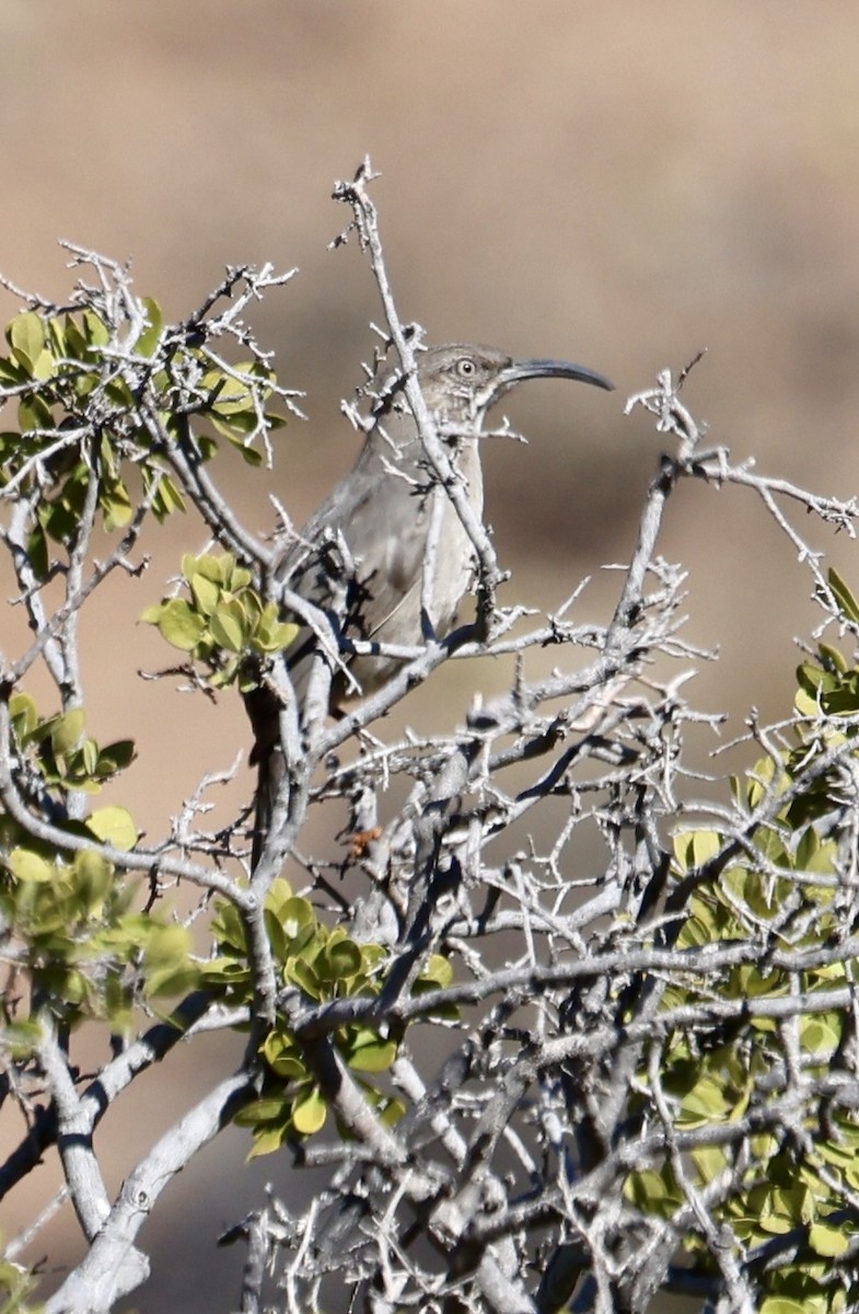 Crissal Thrasher - ML627980898