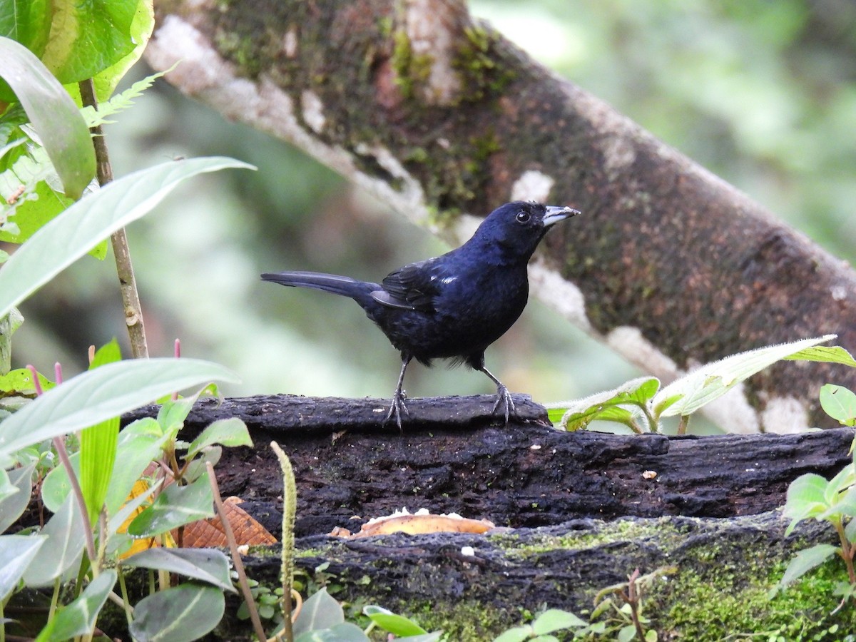 White-lined Tanager - ML627980901