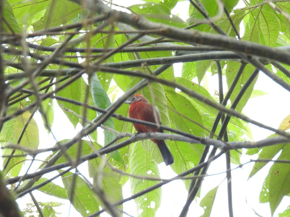 Red-crested Finch - ML627980904