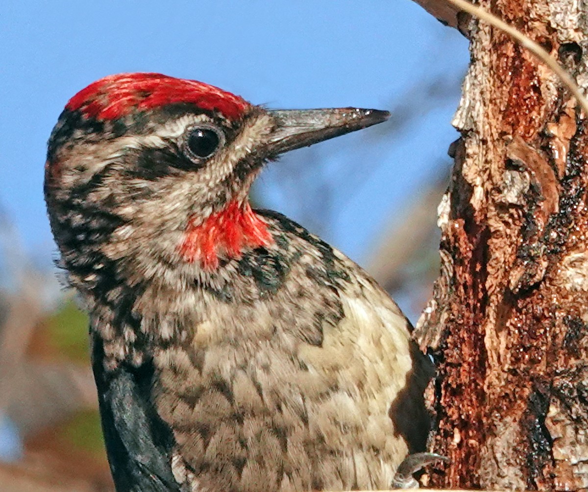 Red-naped Sapsucker - ML627980914