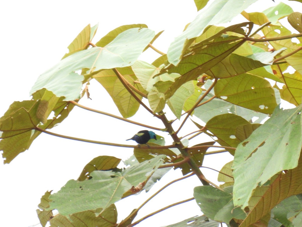 Blue-necked Tanager - ML627980932