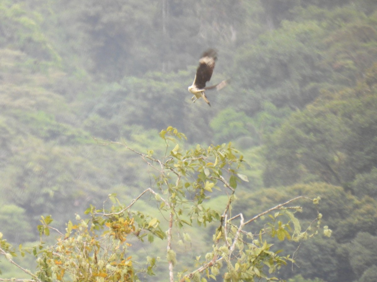 Yellow-headed Caracara - ML627980934