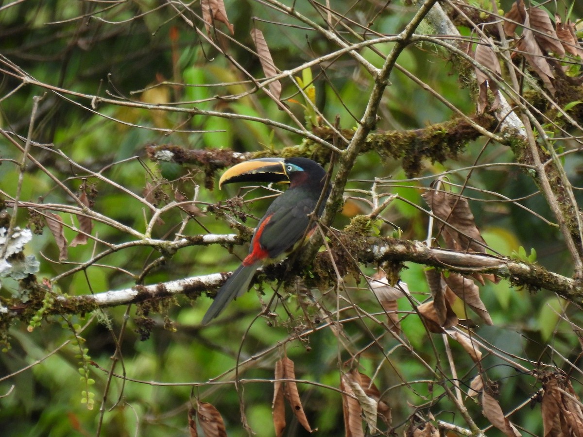 Chestnut-eared Aracari - ML627980938