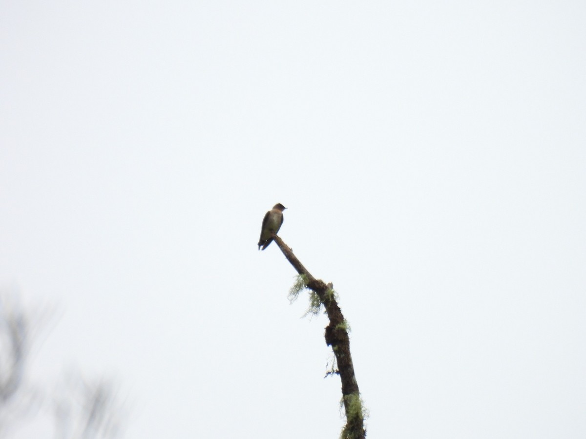 Southern Rough-winged Swallow - ML627980948