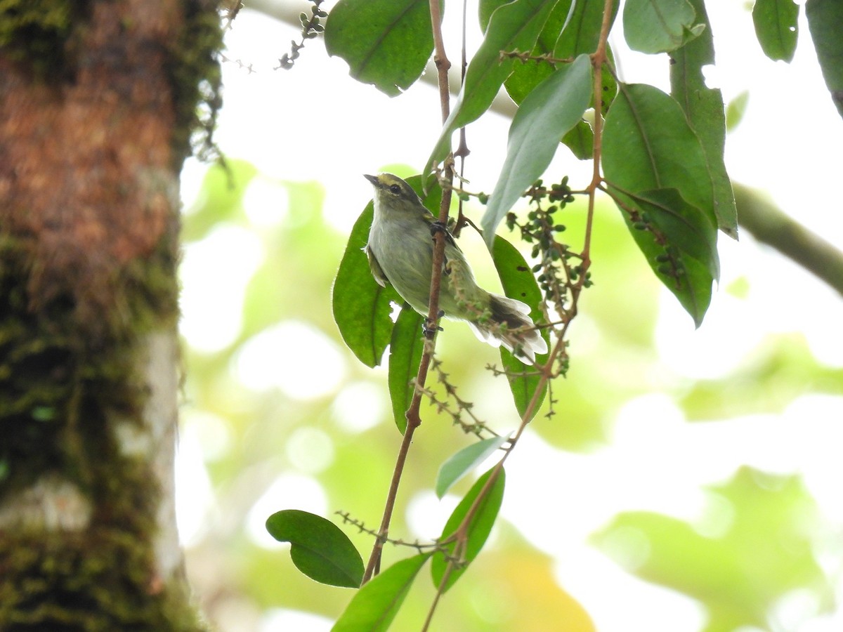 Golden-faced Tyrannulet - ML627980951