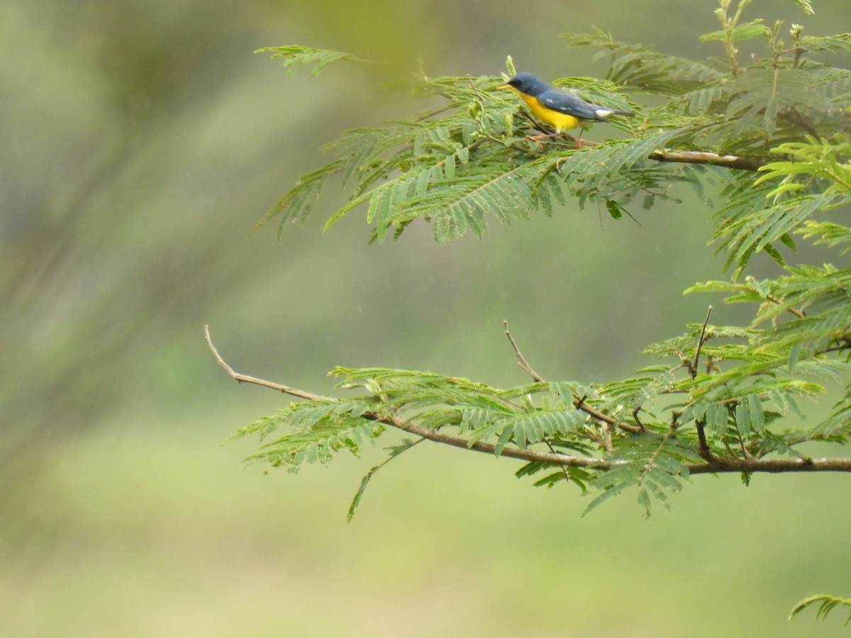 Tropical Parula - ML627980985