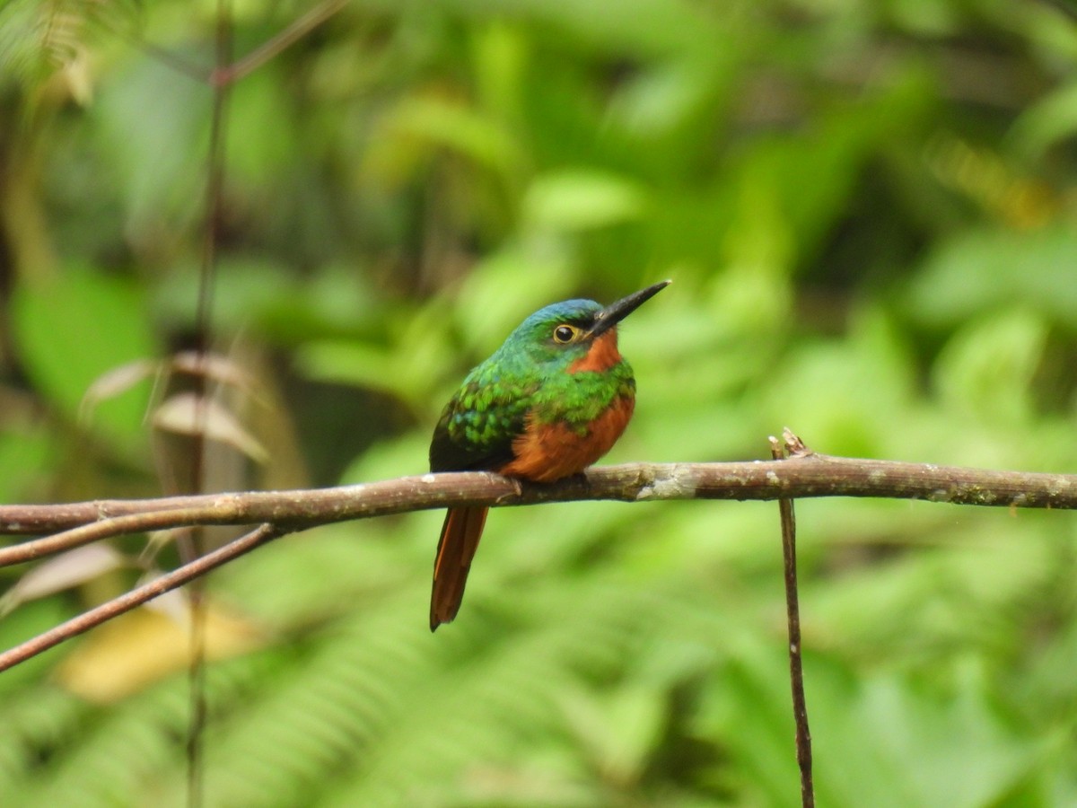 Coppery-chested Jacamar - ML627980991