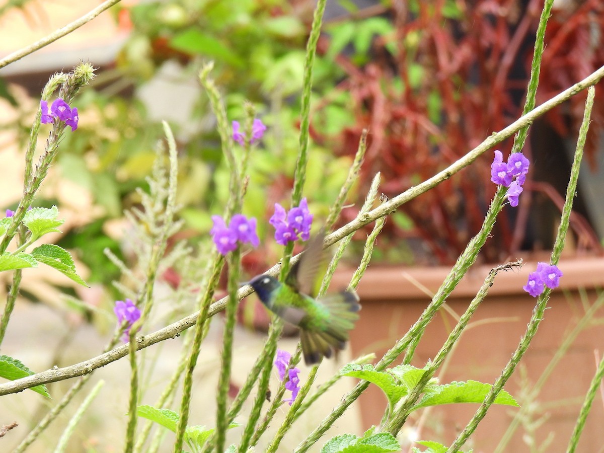 Violet-headed Hummingbird - ML627981019