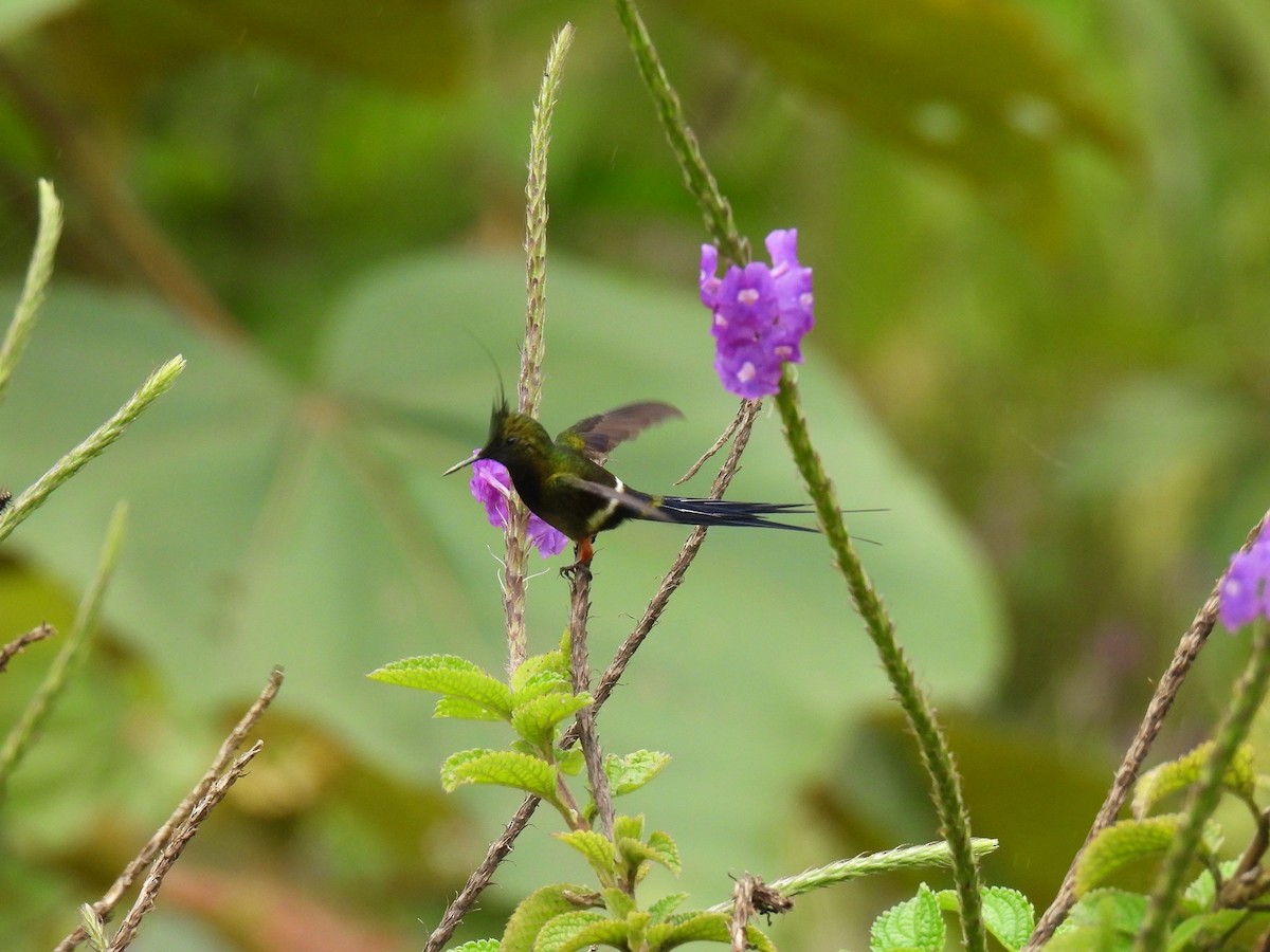 Wire-crested Thorntail - ML627981020