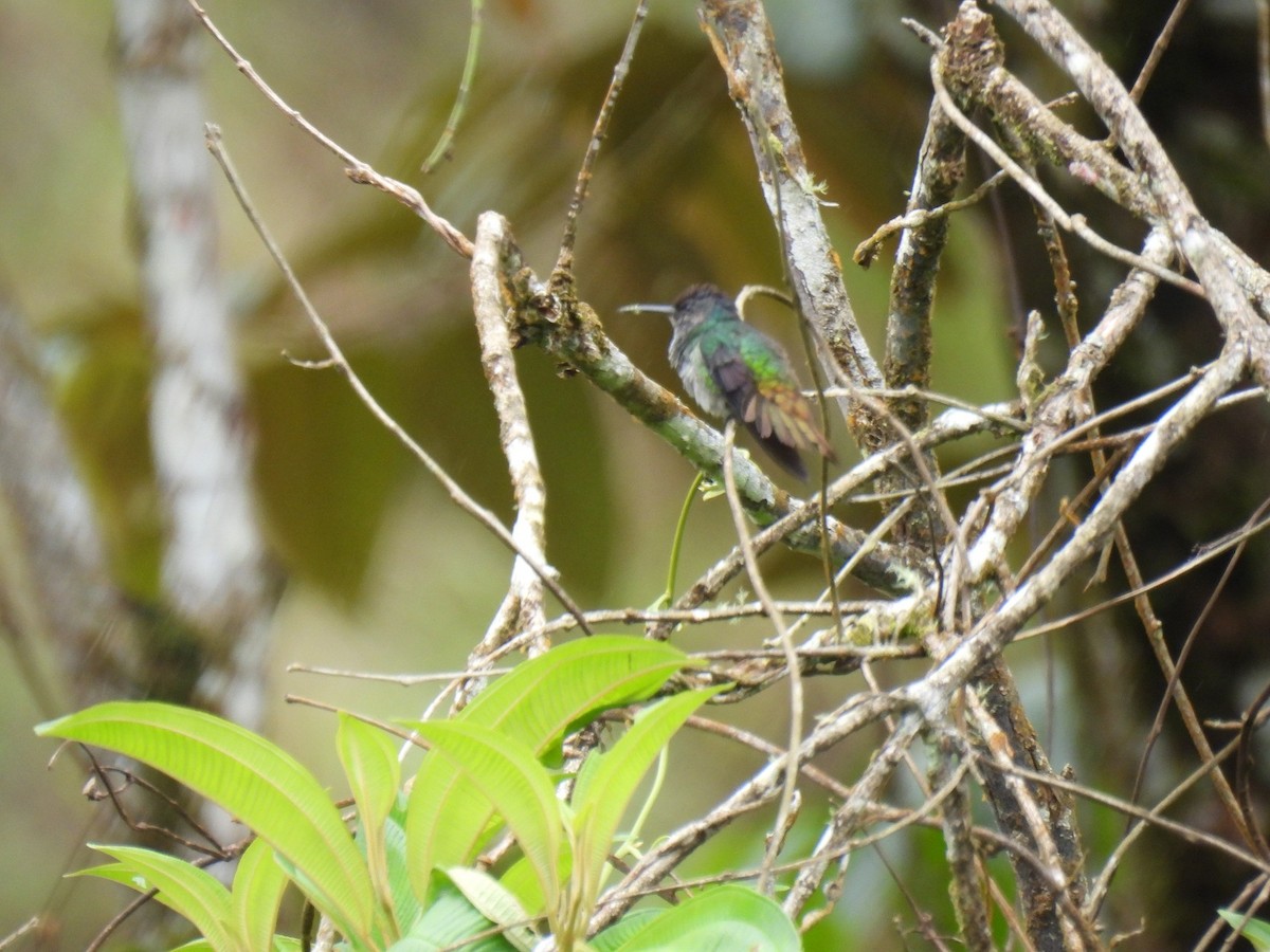 Golden-tailed Sapphire - ML627981022