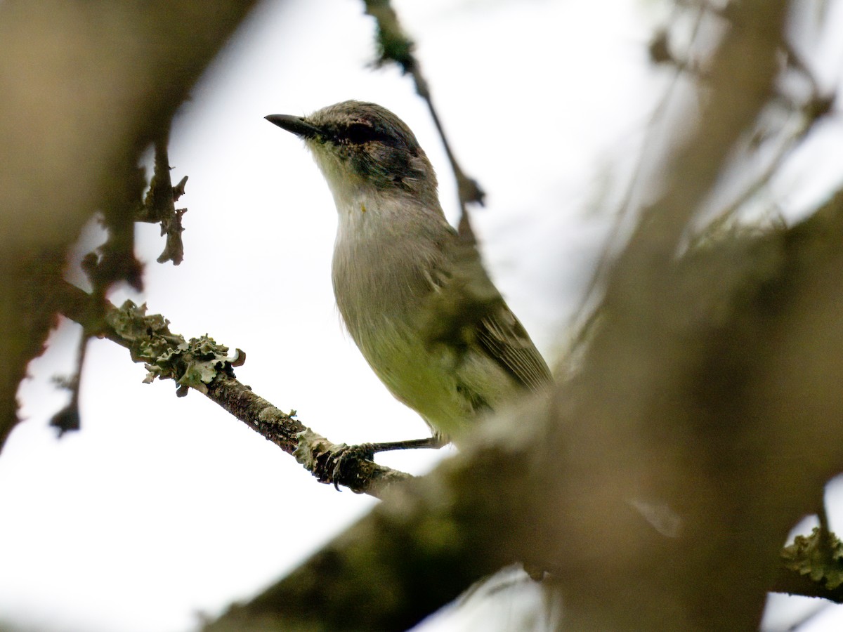 Suiriri Flycatcher - ML627981023