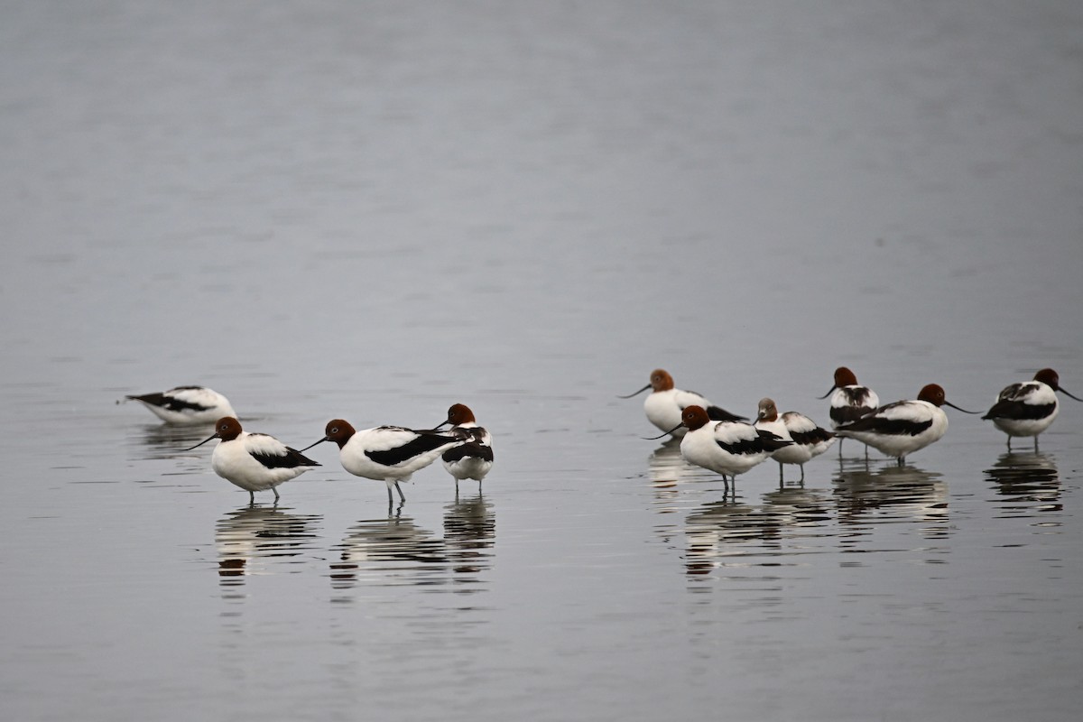 Red-necked Avocet - ML627981037