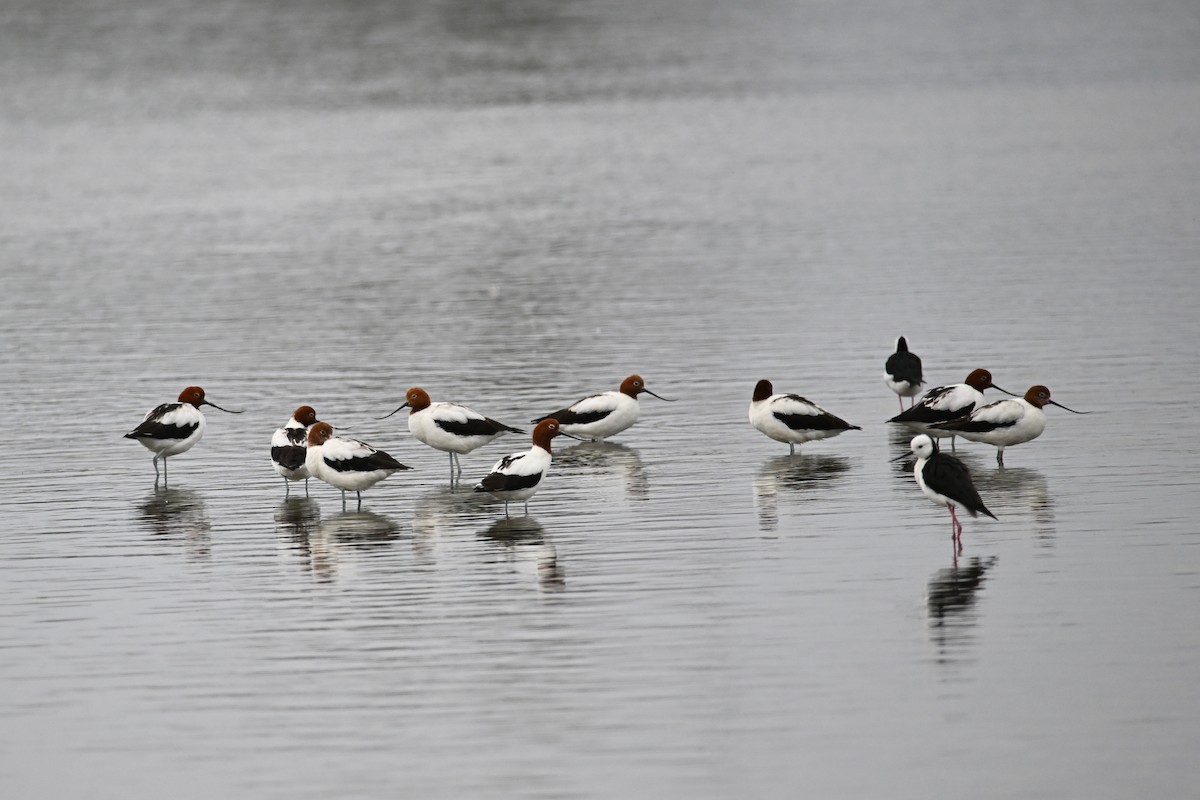 Red-necked Avocet - ML627981041