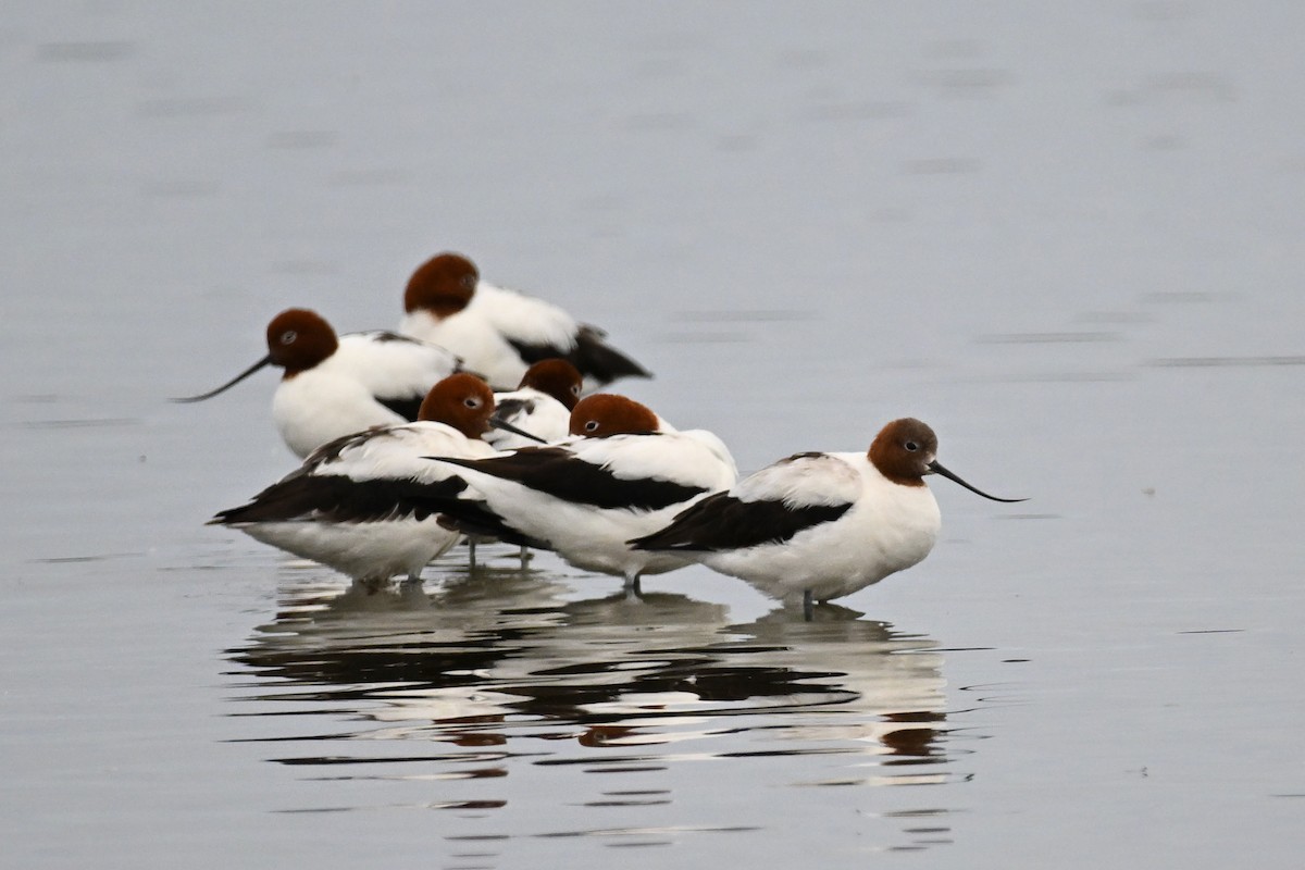 Red-necked Avocet - ML627981043