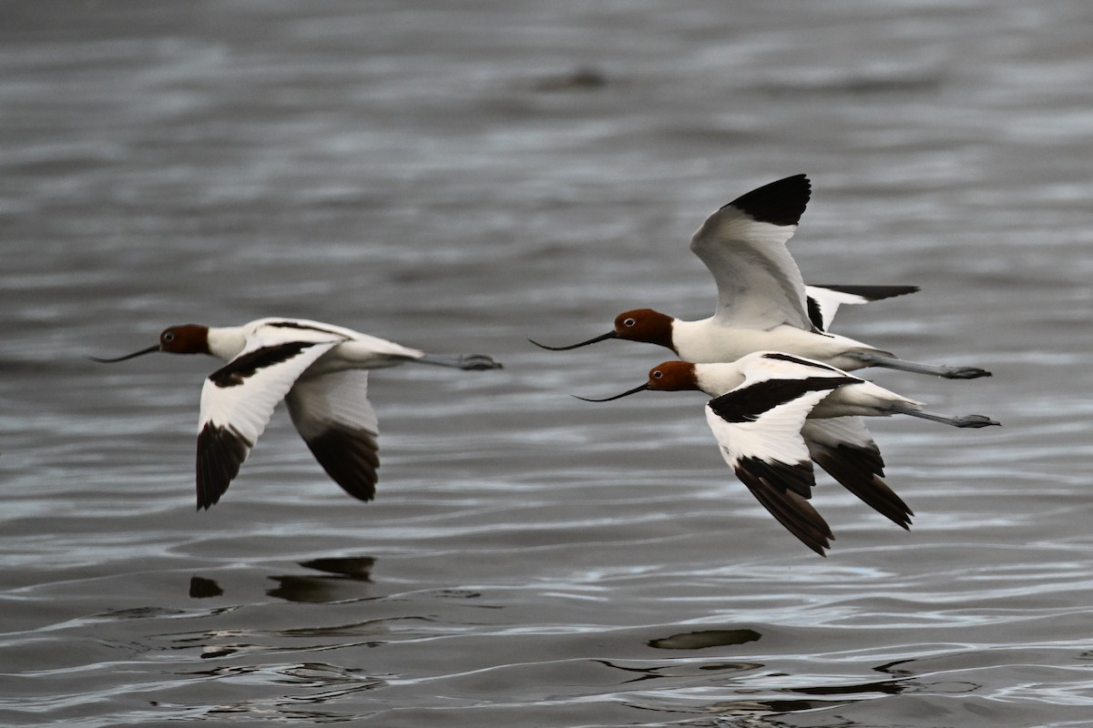 Red-necked Avocet - ML627981044