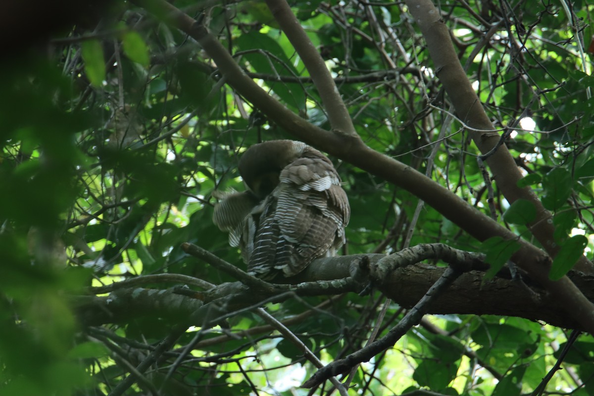 Brown Wood-Owl - ML627981055