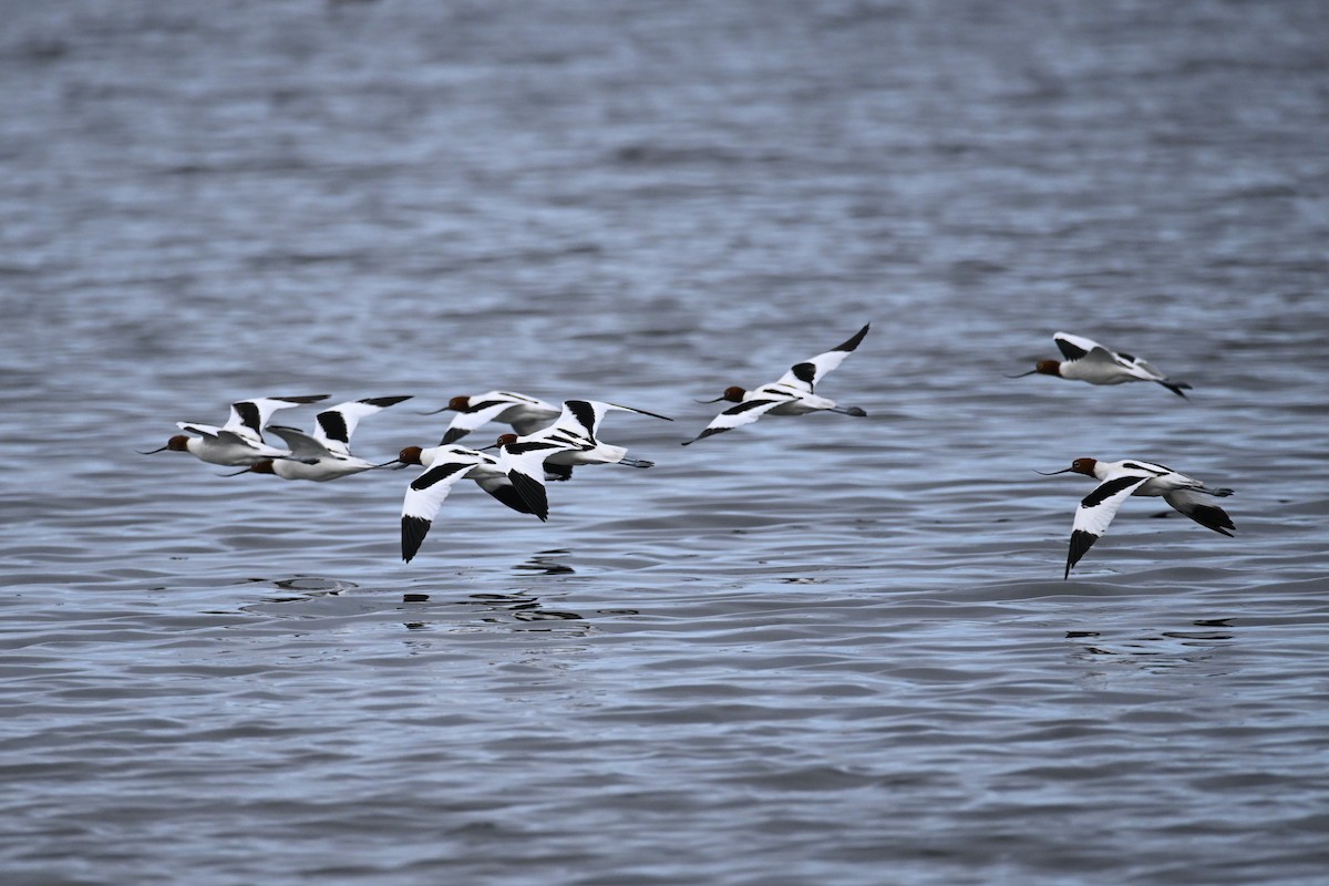 Red-necked Avocet - ML627981087