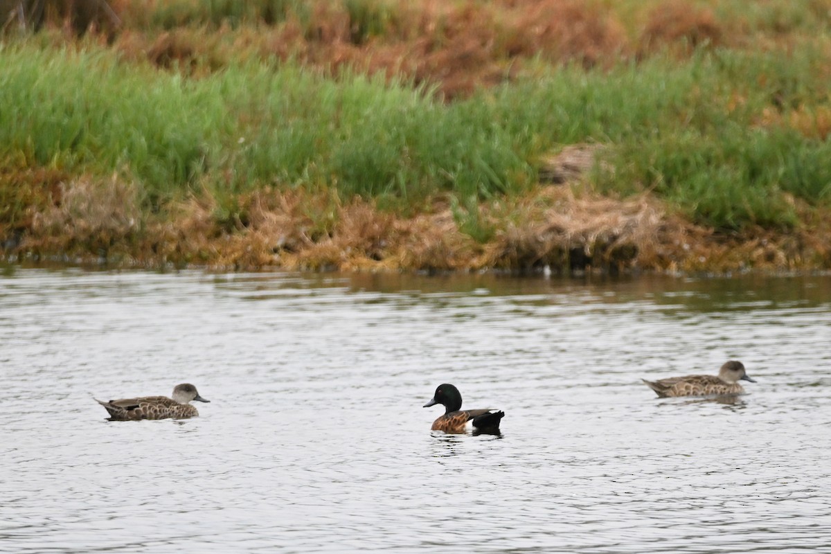 Chestnut Teal - ML627981126