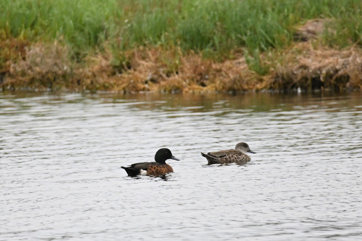 Chestnut Teal - ML627981128