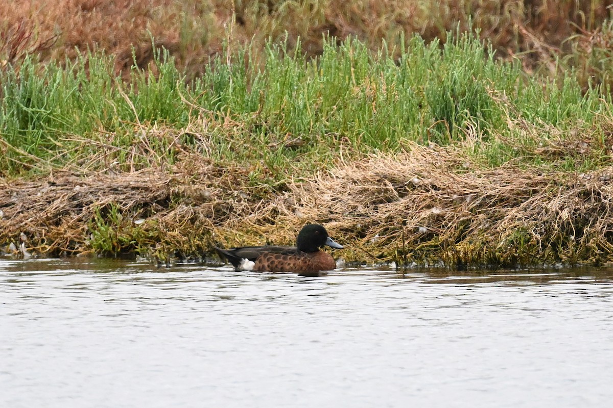 Chestnut Teal - ML627981129