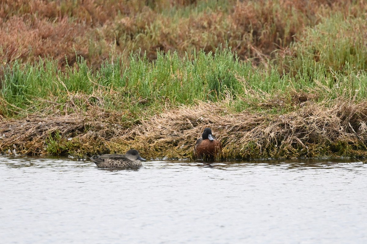 Chestnut Teal - ML627981143