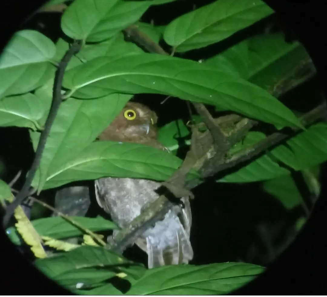 Puntarenas Screech-Owl (undescribed form) - ML627981191