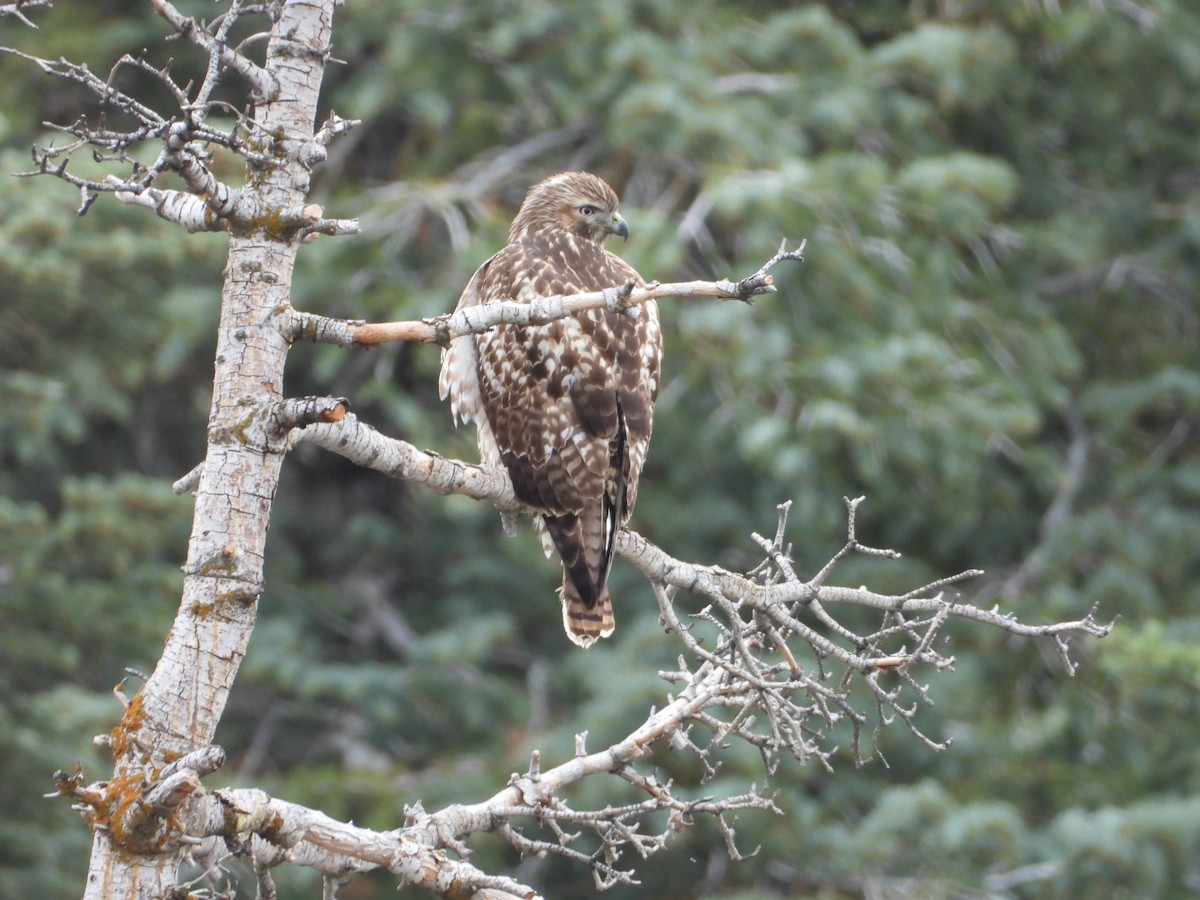 Red-tailed Hawk - ML627981194