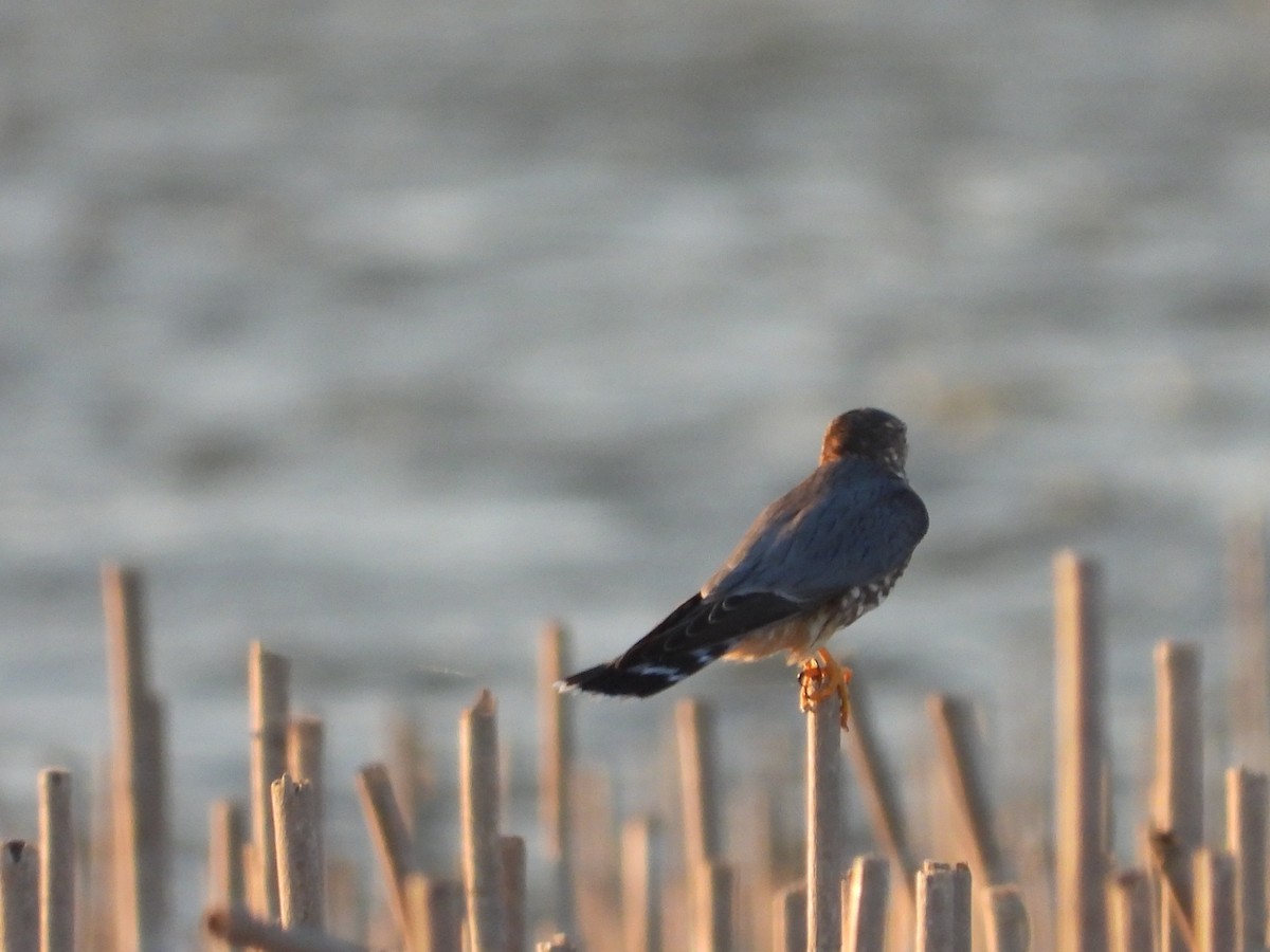 American Kestrel - ML627981224