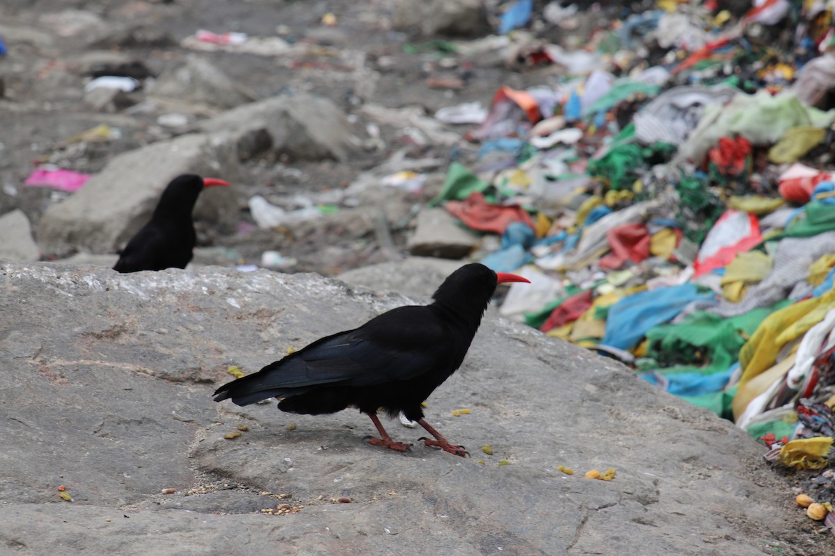 Red-billed Chough - ML627981240