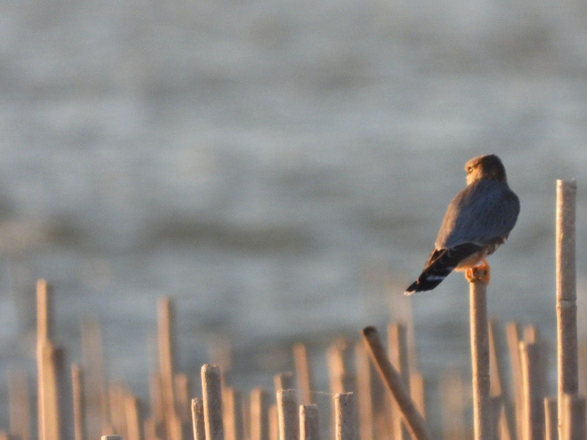 American Kestrel - ML627981241