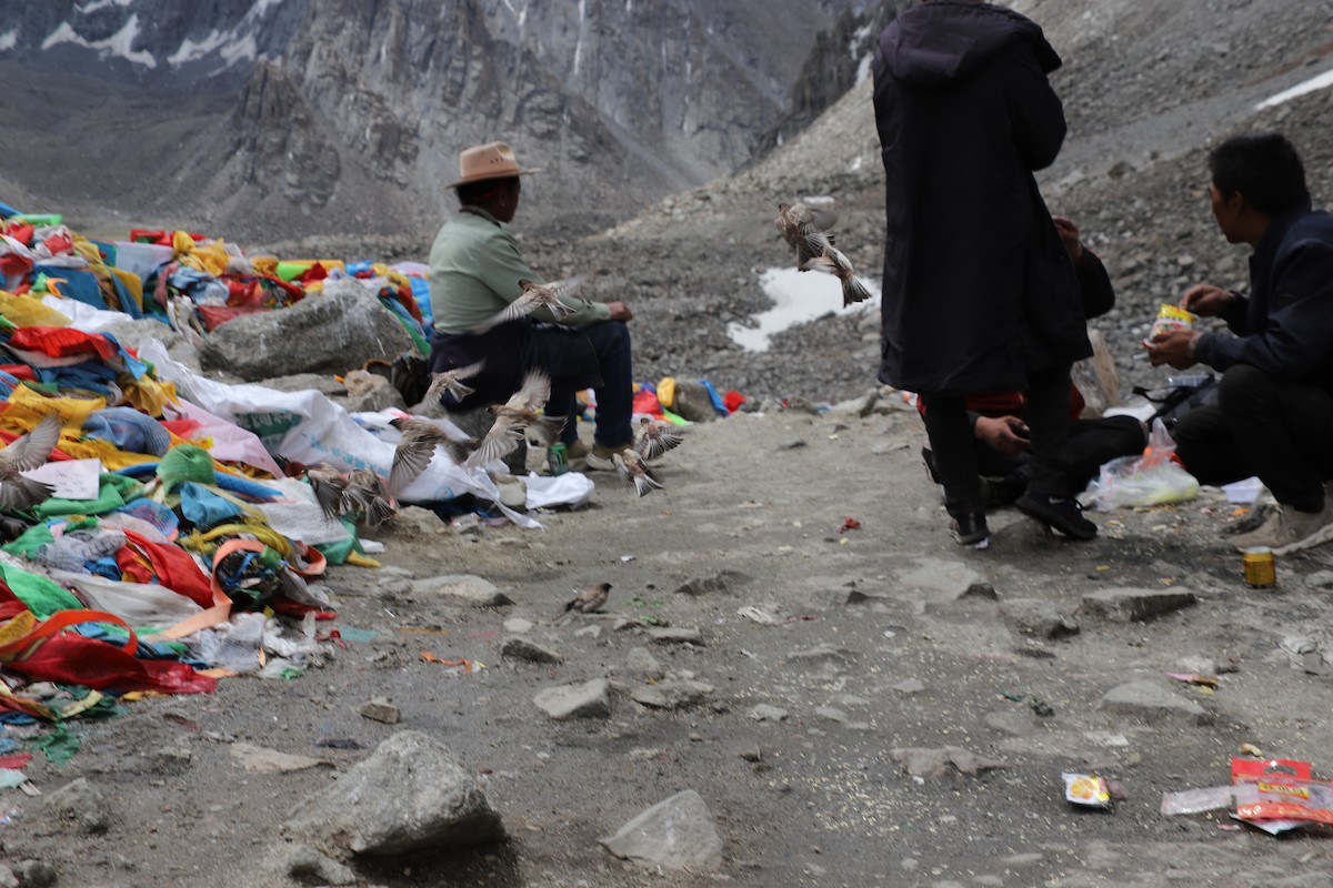 Black-headed Mountain Finch - ML627981248