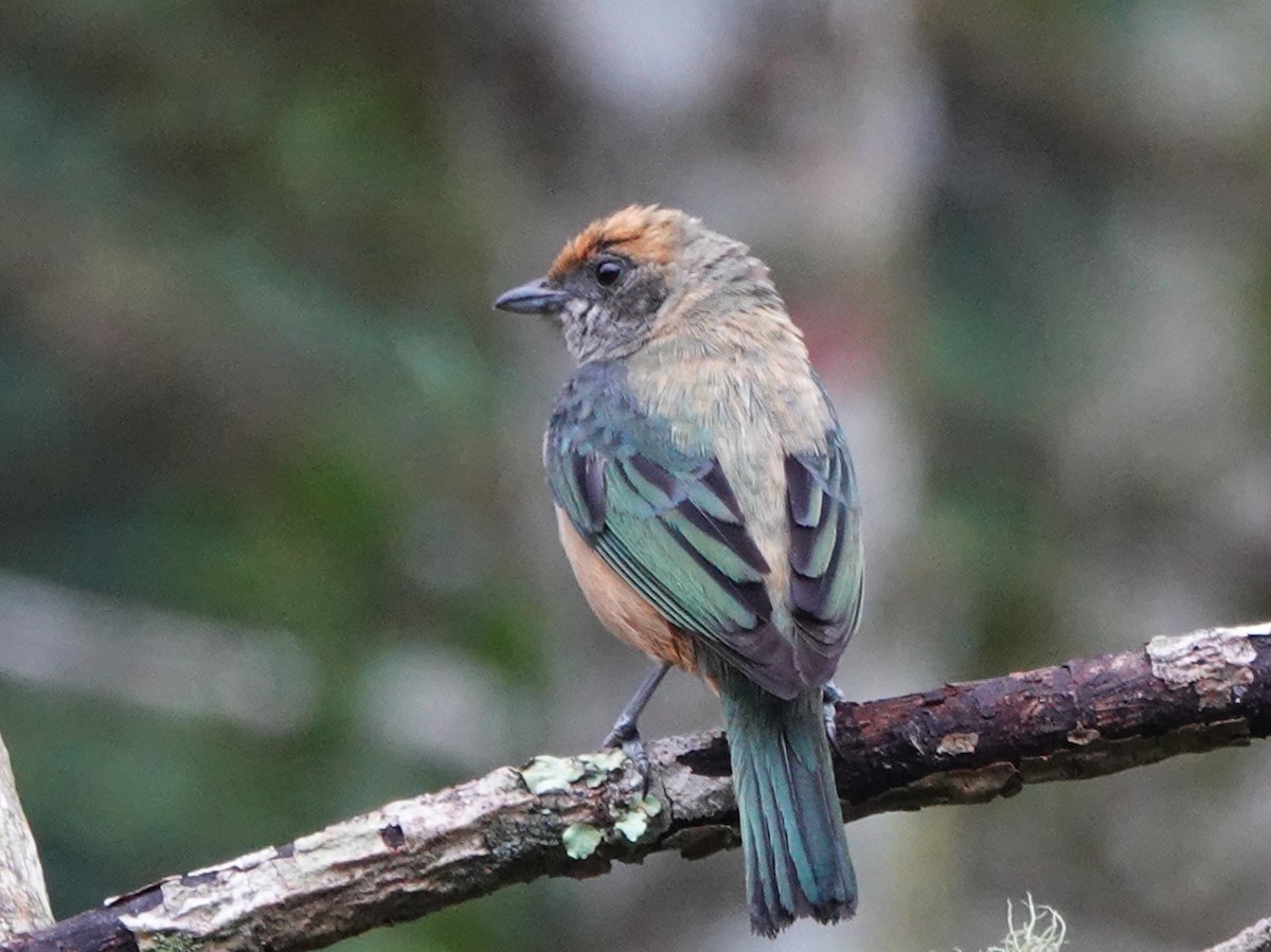 Burnished-buff Tanager - ML627981317