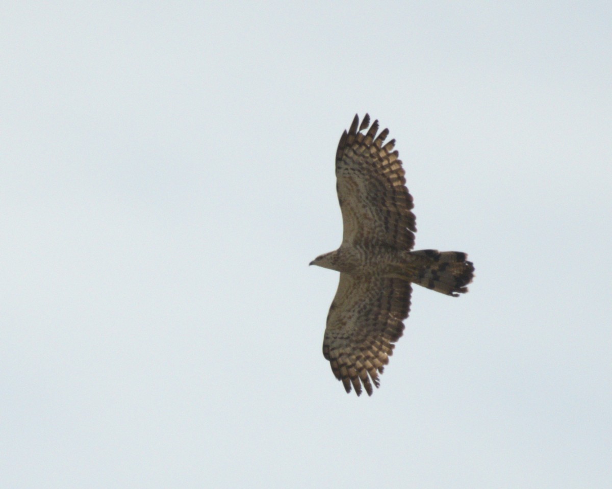 Oriental Honey-buzzard - ML627981380