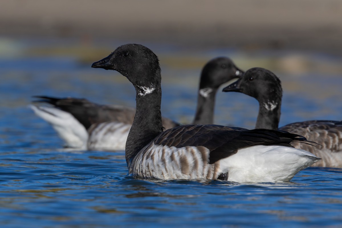 Brant - ML627981440