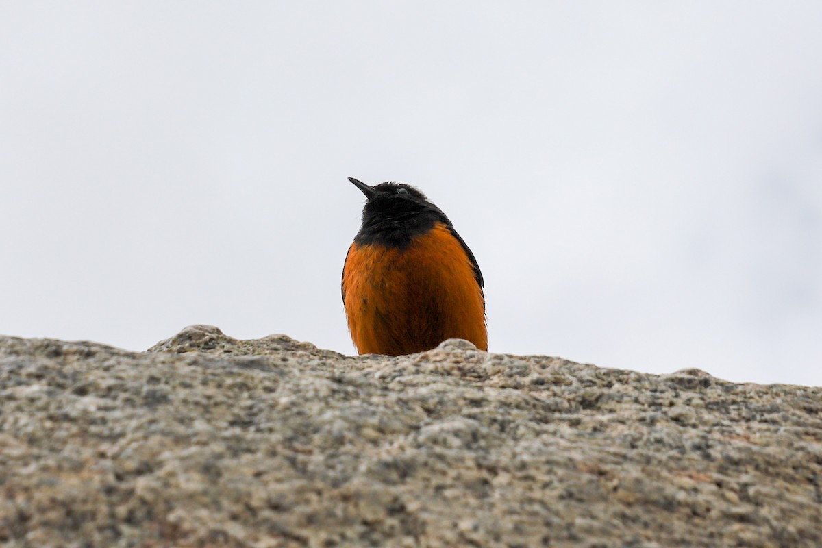 White-winged Redstart - ML627981445