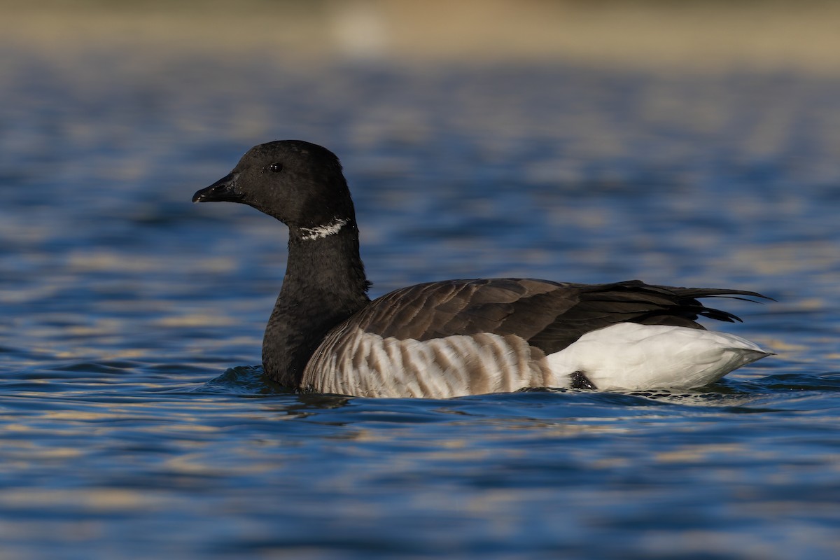 Brant - ML627981449