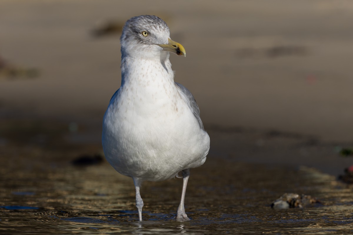 American Herring Gull - ML627981478