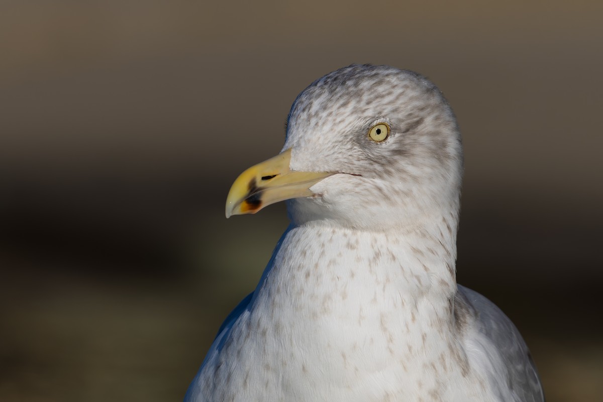 American Herring Gull - ML627981479