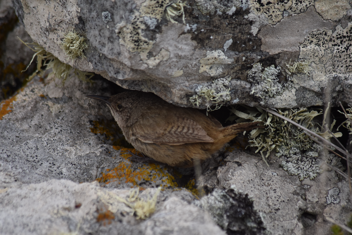 Cobb's Wren - ML627981648