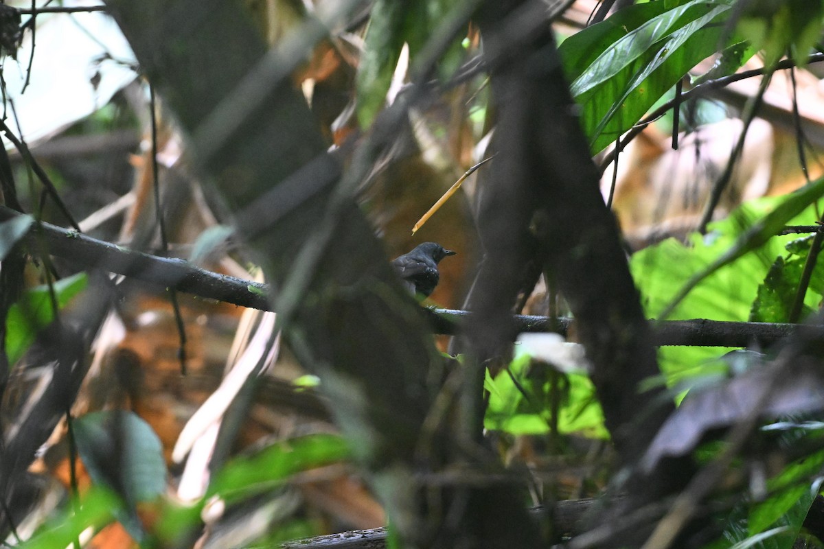 Peruvian Warbling-Antbird - ML627981649