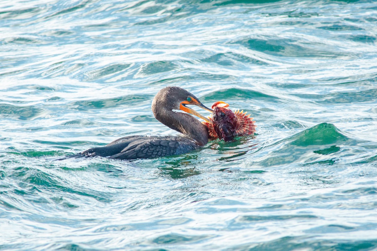 Double-crested Cormorant - ML627981673