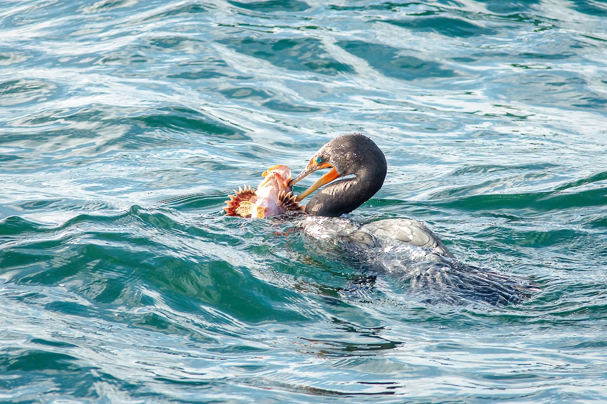 Double-crested Cormorant - ML627981674