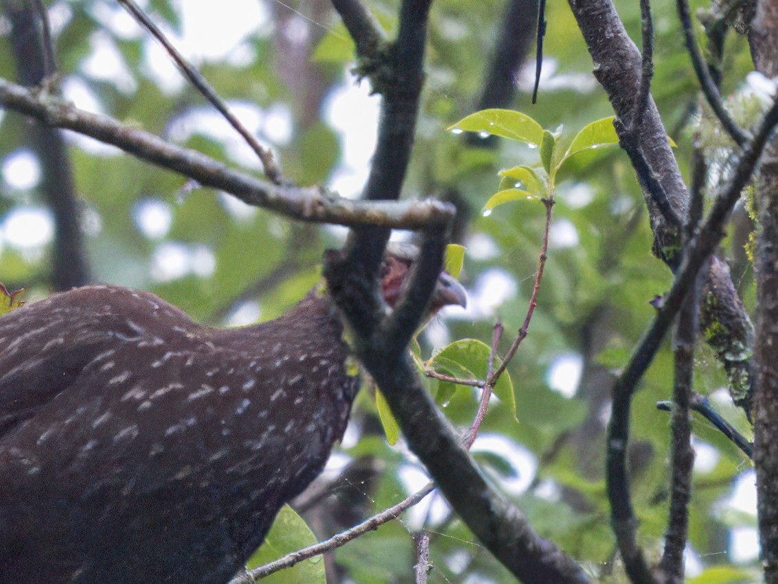 Red-faced Guan - ML627981699