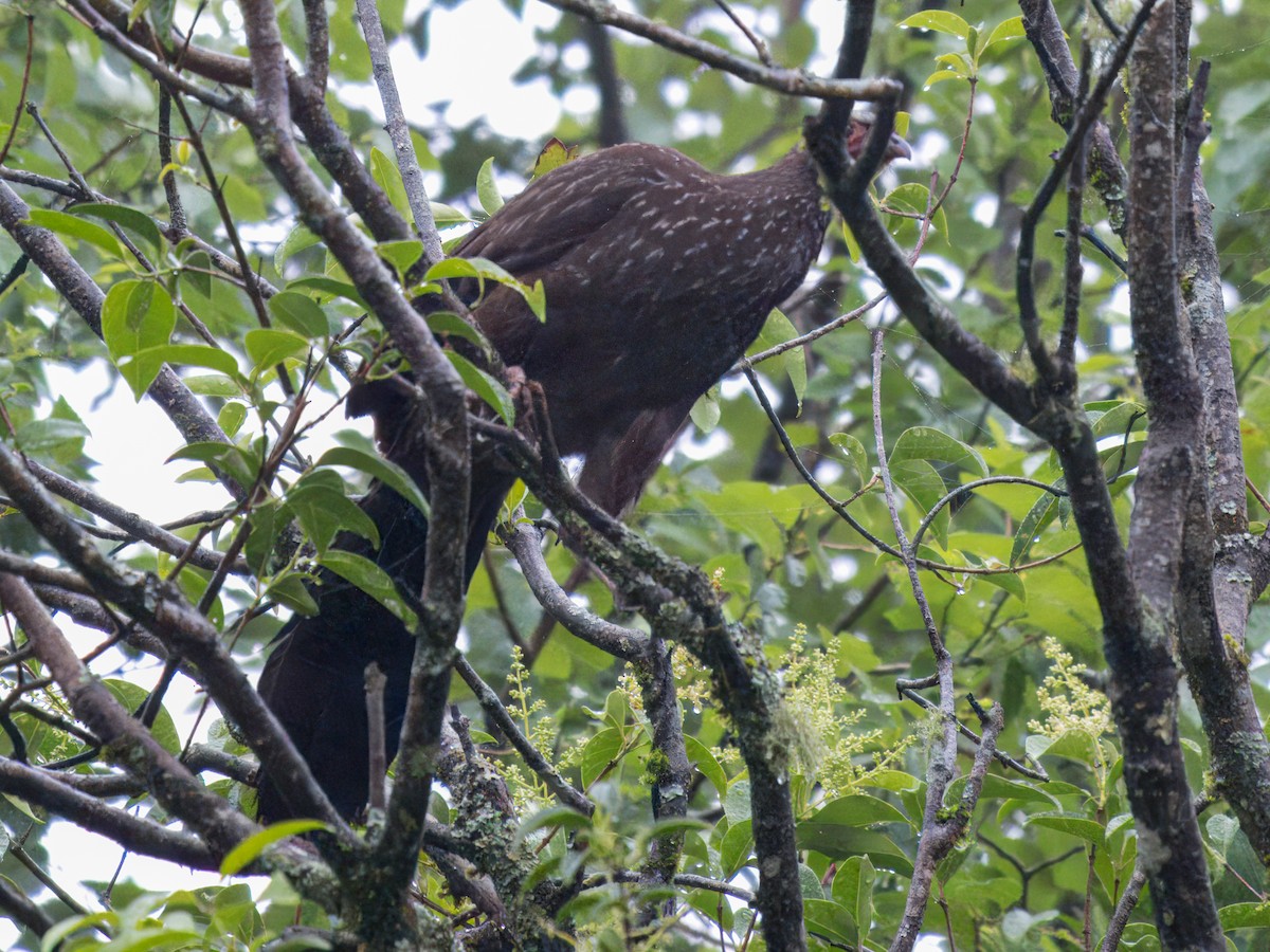 Red-faced Guan - ML627981700