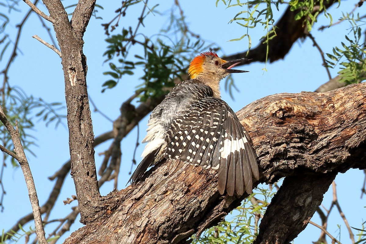 Golden-fronted Woodpecker - Lawrence Haller