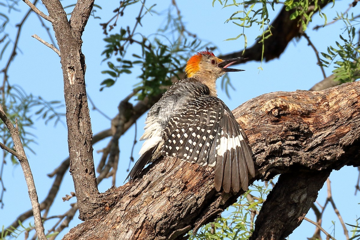 Golden-fronted Woodpecker - ML62798171