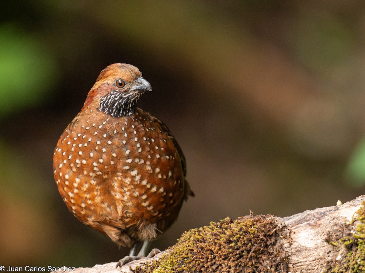 Spotted Wood-Quail - ML627981718