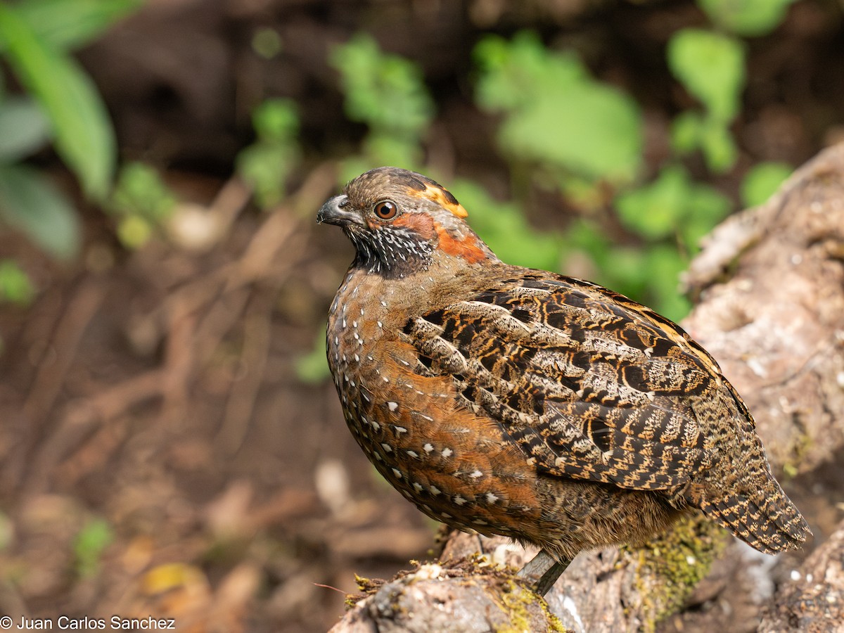 Spotted Wood-Quail - ML627981721