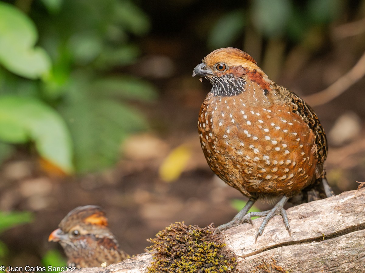 Spotted Wood-Quail - ML627981722