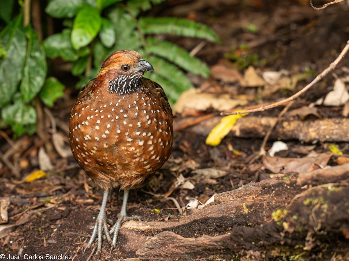 Spotted Wood-Quail - ML627981723